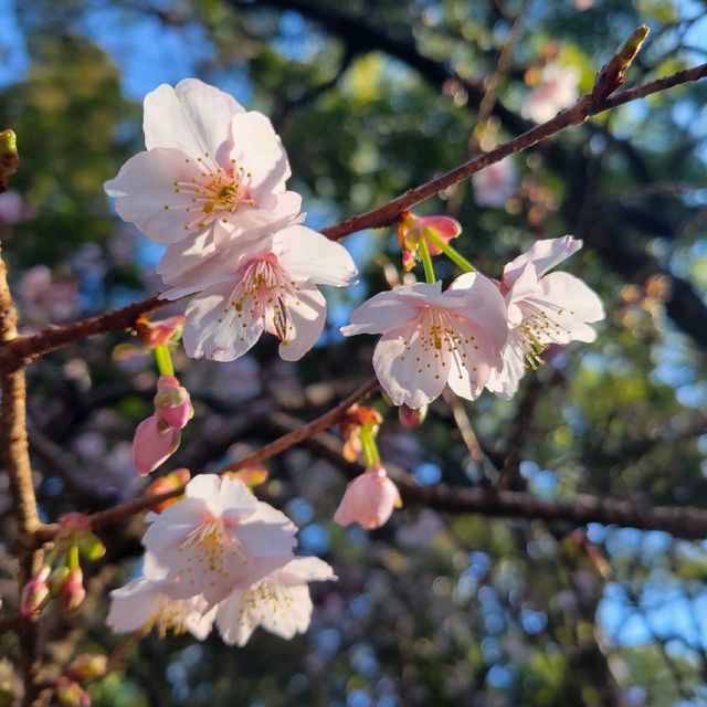 【久能山】ちょっと早い梅の花