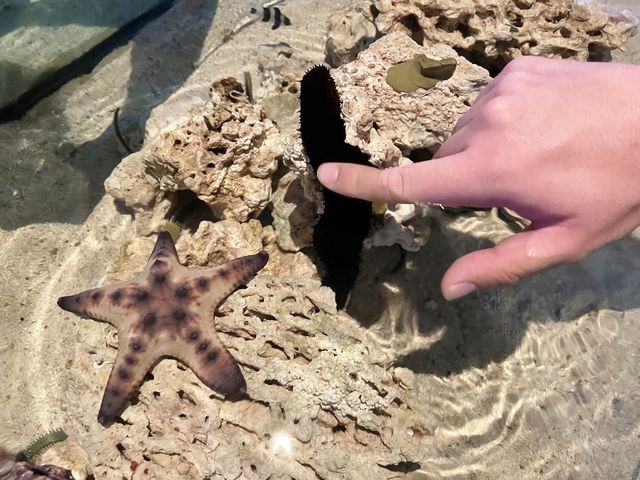 Underwater Theme Park, S.E.A Aquarium SG