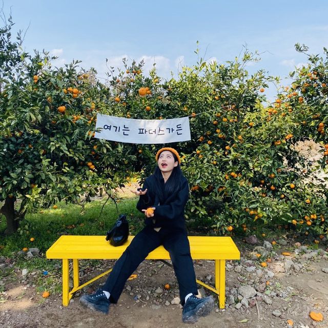 제주 감귤 따러 오세요~ 제주 감귤 따러 오세요~