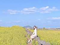 서귀포 성산, 사람이 적어 사진 찍기 좋은 유채꽃밭🌼