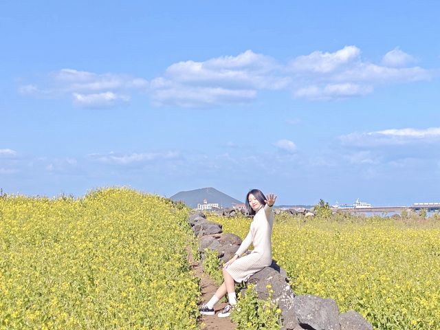 서귀포 성산, 사람이 적어 사진 찍기 좋은 유채꽃밭🌼