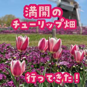【花博記念公園鶴見緑地】チューリップ満開🌷🌷🌷