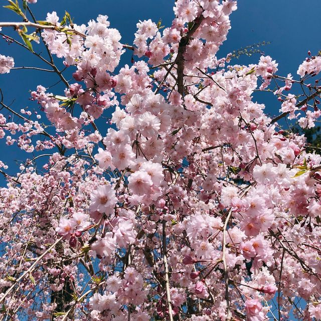 일본 벚꽃놀이 시즌의 추억 가득한 교토🌸