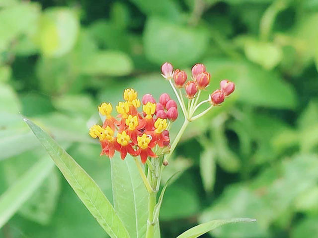 香港濕地公園
