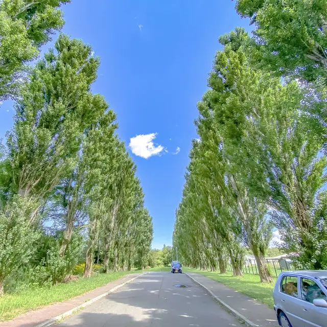 【札幌】北海道大学構内の平成ポプラ並木