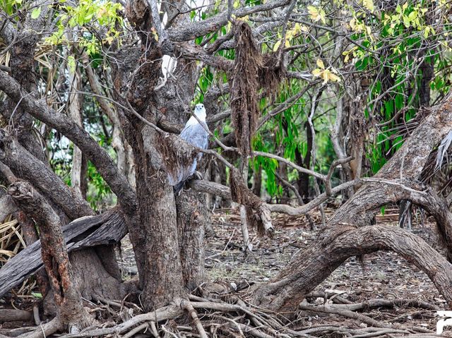 澳洲北領地上的世界遺產國家公園 - 卡卡杜國家公園