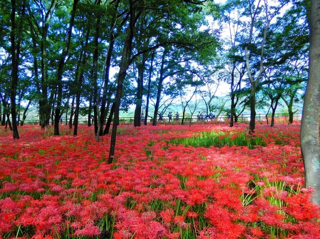 巾着田の曼珠沙華に心奪われる。