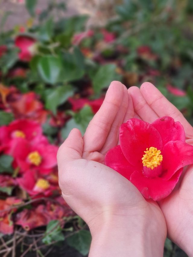 곧 🌺동백🌺 시즌이니 서귀포 카멜리아힐로 달려가세요✨