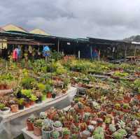 Tamu Kundasang