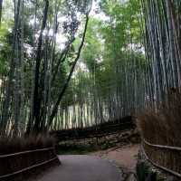 竹やぶ、紅葉が見頃に【常寂光寺】✨