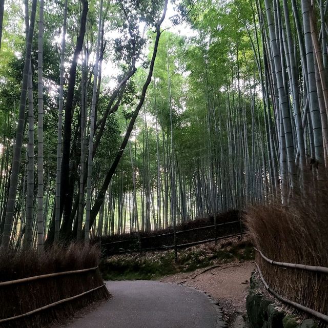 竹やぶ、紅葉が見頃に【常寂光寺】✨