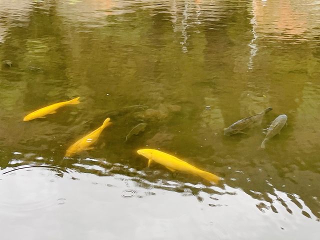 金鱗湖〜大分•湯布院