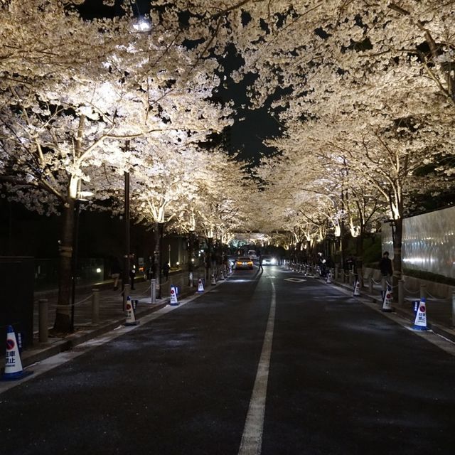 六本木夜櫻