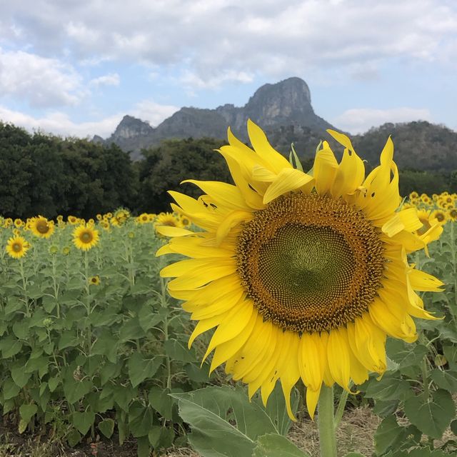 ✨ดอกทานตะวันบานที่ลพบุรี.🌻