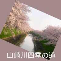 最浪漫既雨～山崎川四季の道櫻花雨