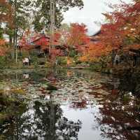京都紅葉2022  天授庵の素晴らしいすぎる紅葉