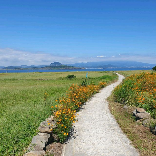 청보리로 유명한 가파도 