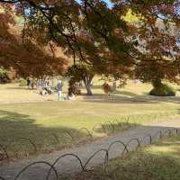 紅葉の新宿御苑・日本庭園