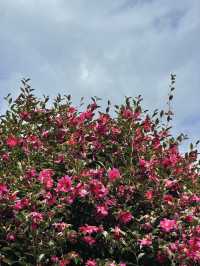 레드카펫 깔려있는 제주 동백 명소🌺