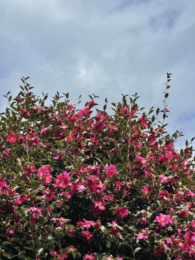 레드카펫 깔려있는 제주 동백 명소🌺