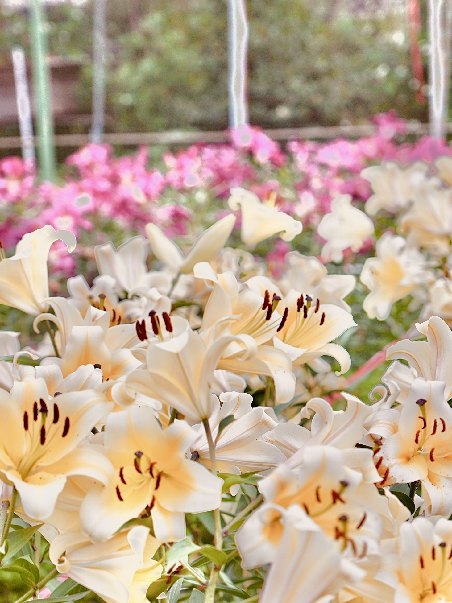 信芯園劍蘭花海 Trip Com 元朗區