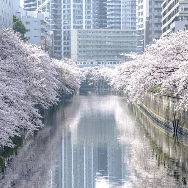 目黒川の太鼓橋からの景色