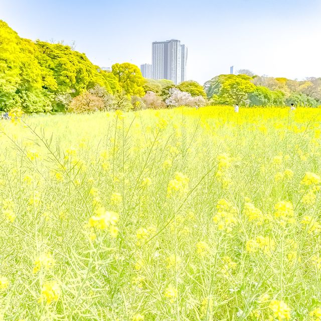 浜離宮の美しい菜の花畑の中