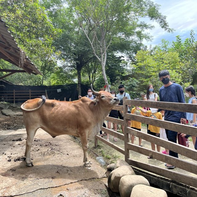 LITTLE ADVENTURE TO FARM IN THE CITY