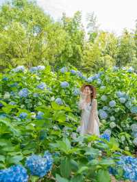 🌺 제주 수국 축제가 한창인 휴애리 자연생활공원 