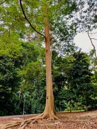 세계 최고의 무료 식물원 Singapore Botanic Gardens