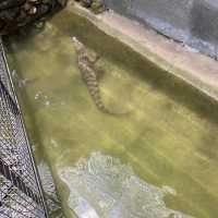 weekend with the crocodile