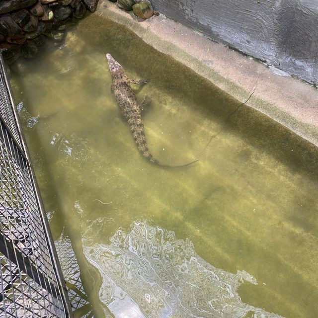 weekend with the crocodile