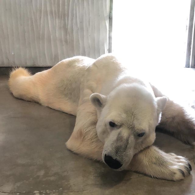 名古屋超大東山植物動物園😝大人🧑細路👦🏻都鍾意❤️半日放電景點