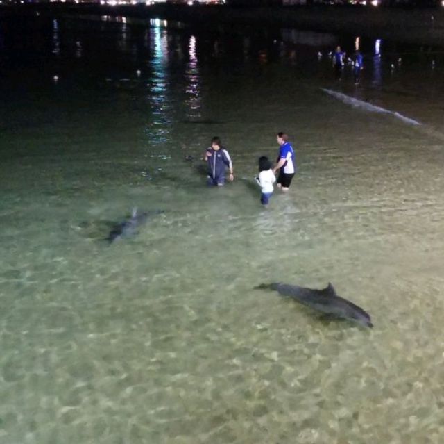 Touching wild dolphins at Moreton Island