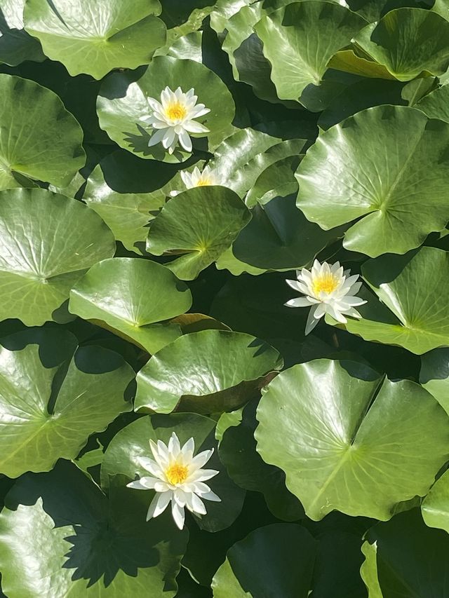 가을 저녁, 노을 구경하러 구로 항동 푸른수목원 산책은 어떠세요?🌿