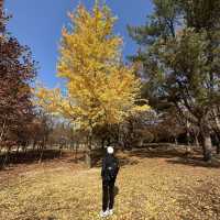 Gyeongju , is a must place to enjoy autumn 🍂