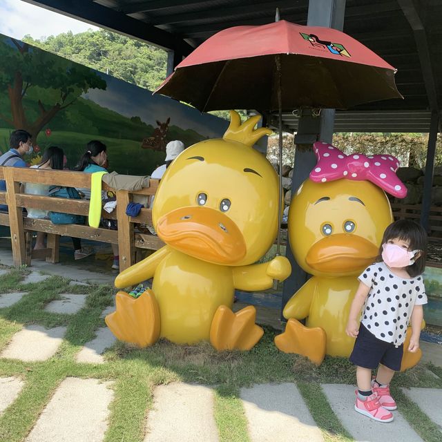 甲鳥園 親近可愛鴨鴨 乾淨 輕鬆的 養鴨農場