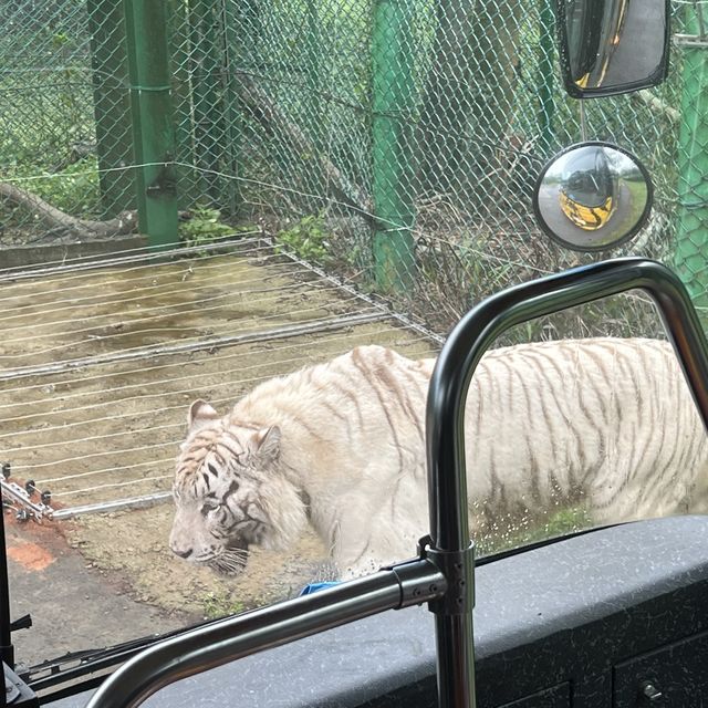 來去六福村玩一波 動物區超級好玩