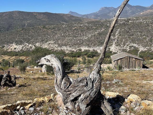 El Olivo🌵 Eco Olivo