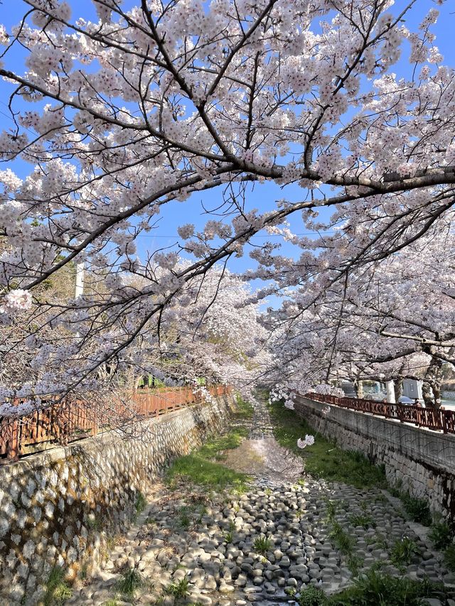 진해 벚꽃 명소 :: 여좌천🌸🌸🌸