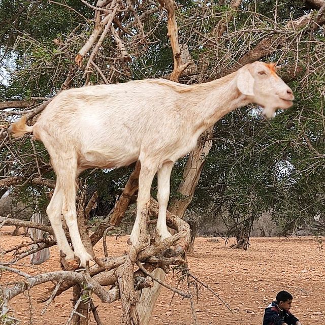 Goat on the tree
