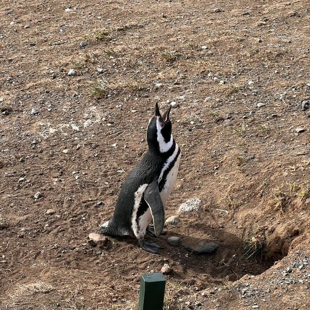 企鵝公園