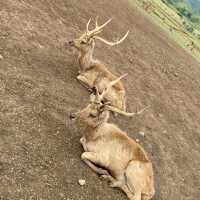 Deer Farm