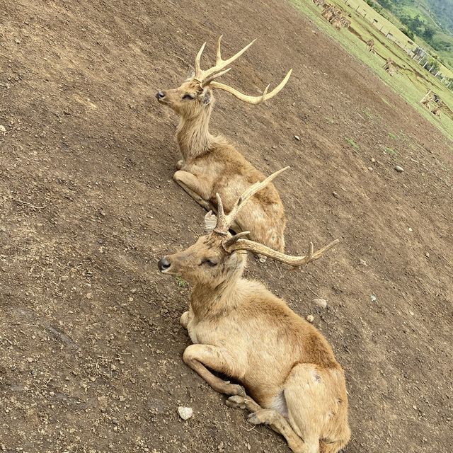 Deer Farm