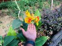 The beautiful colorful flowers of Xiputuo