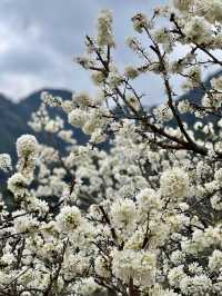 Spring in Alishan