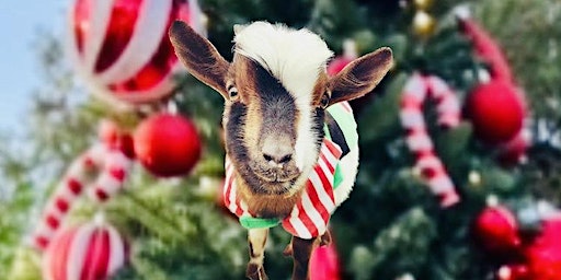 Holiday Goat Yoga Plano! | Holiday Warehouse