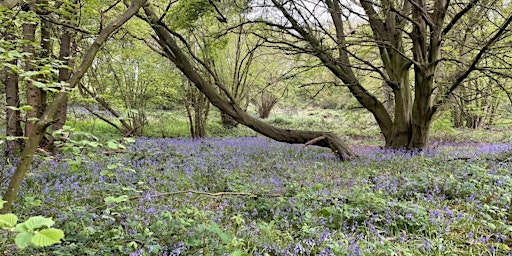Enjoying the Springtime Bluebells on the Warley Circular | Car Park Tyler's Common