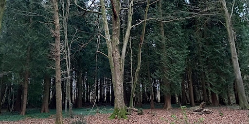 Friday Netwalking for Founders and Freelancers 17 May 2024 | West Stoke Car Park for Kingley Vale Nature Reserve