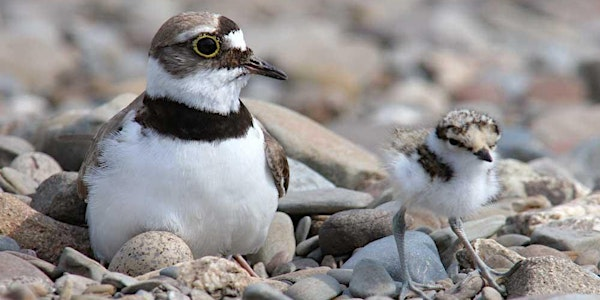 Birds and a Brew, What To See In Summer - Nature Discovery Centre, Friday 25 July | Nature Discovery Centre
